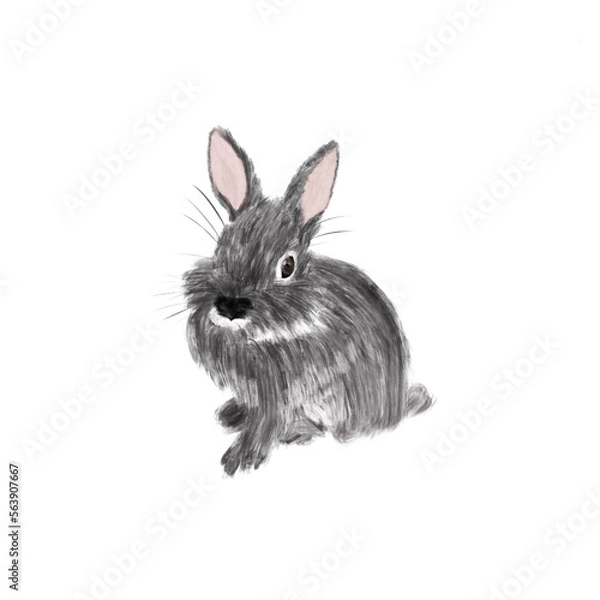 Obraz rabbit isolated on white