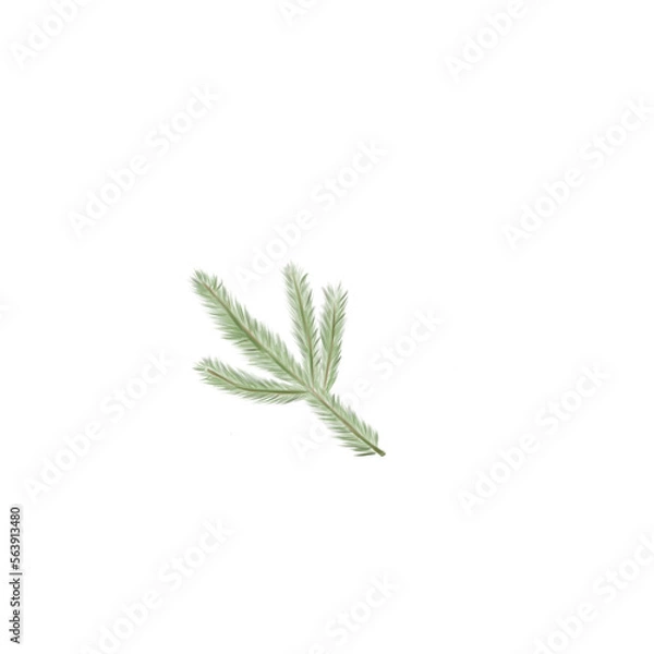 Obraz Christmas tree branch