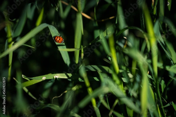 Fototapeta ladybug on the leaf