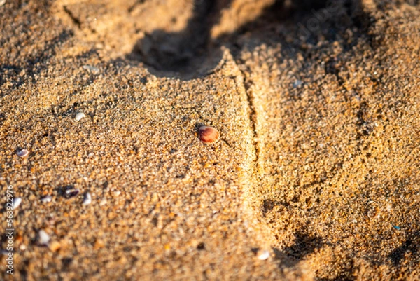 Fototapeta Shell and sand
