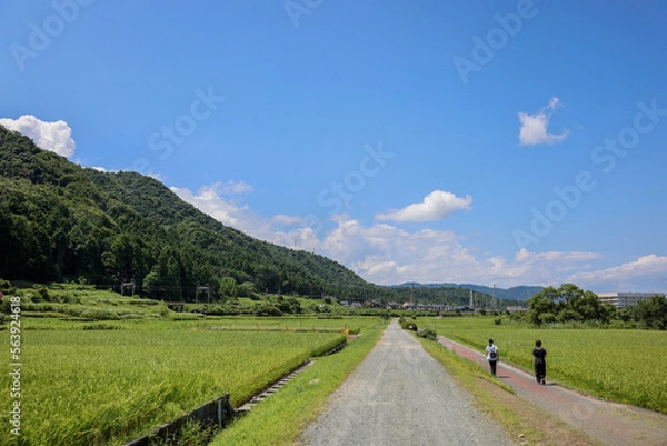 Fototapeta 滋賀観光　琵琶湖側の田圃風景