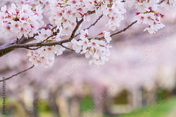 Obraz 桜