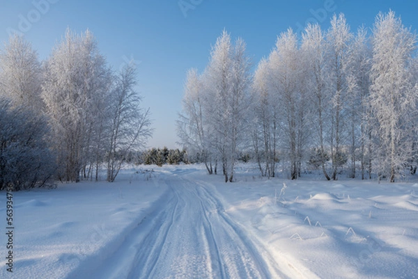 Fototapeta Birches in hoarfrost and a country road running into the distance on frosty day.