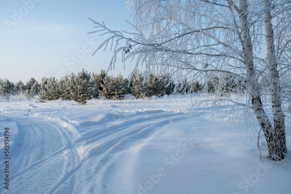 Fototapeta At the birch in the foreground, each branch is covered with white fluffy hoarfrost