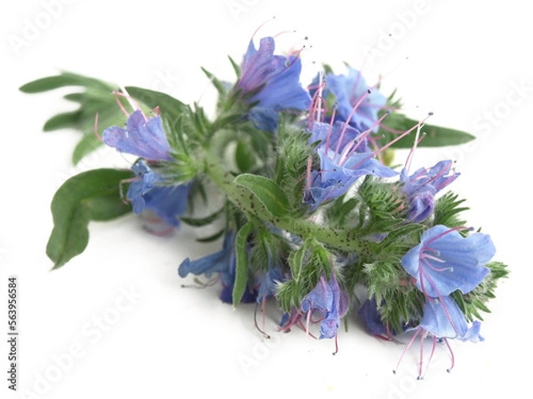 Obraz Vipers bugloss, blueweed  (Echium vulgare)
