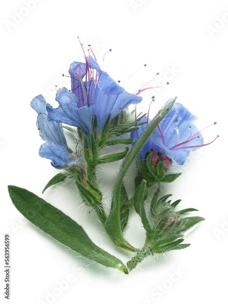 Obraz Vipers bugloss, blueweed  (Echium vulgare)
