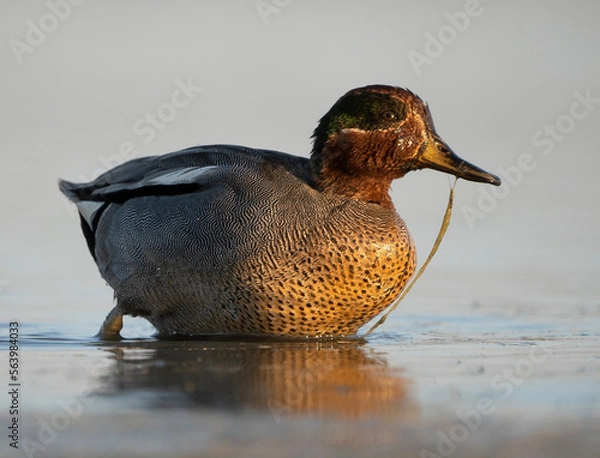 Fototapeta Sarcelle d'hiver 