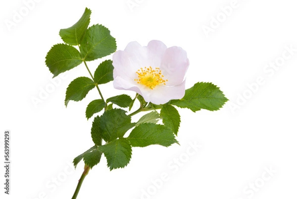 Obraz rosehip rose isolated