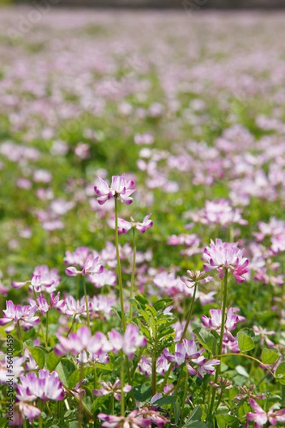 Fototapeta レンゲ畑