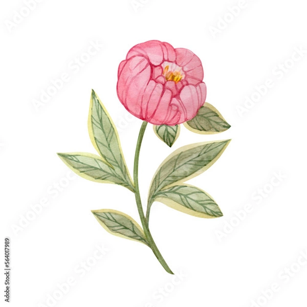 Obraz Pink peony flower hand drawn in watercolor and isolated on white background. Botanical stylized illustration of peony.