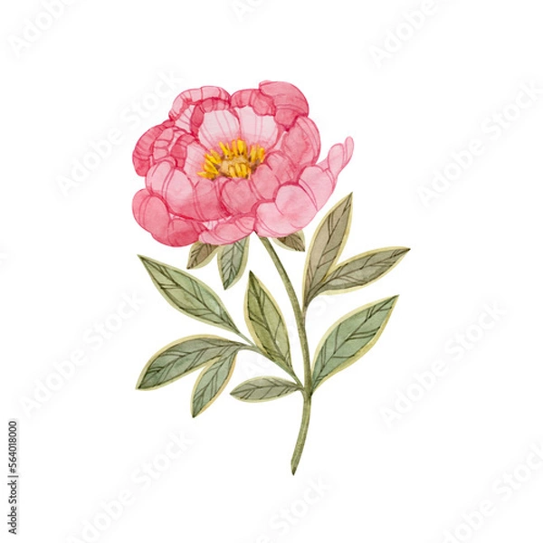 Fototapeta Pink peony flower hand drawn in watercolor and isolated on white background. Botanical stylized illustration of peony.