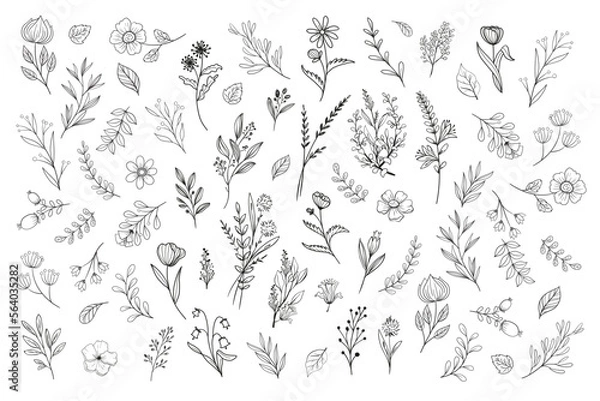Fototapeta Wild Flower Illustrations - Flower Vector Graphics - Floral Illustration - Cutting Files - Vector Set - Leaf - Leaves - Collection - Nature - Transparent - Isolated - Illustrator - EPS SVG PNG JPG