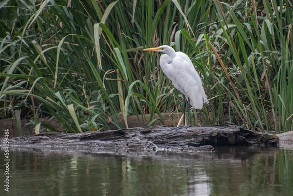 Obraz A great egret on a log in Louisiana swamp.