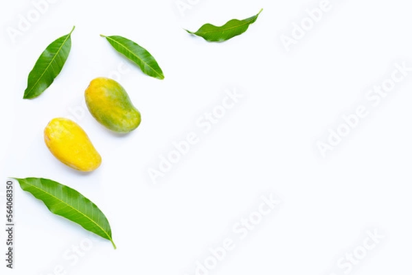 Obraz Tropical fruit, Mango  on white background.