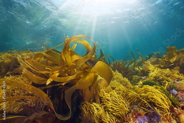 Obraz Kelp and others seaweeds with sunlight underwater in the ocean, Eastern Atlantic, Spain, Galicia