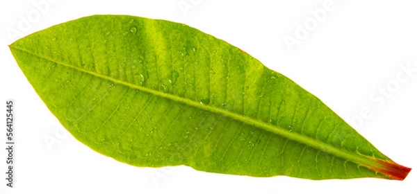 Fototapeta Fresh green leaf.