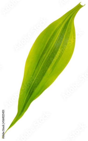 Fototapeta Fresh green leaf..