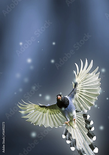 Obraz formosa blue magpie