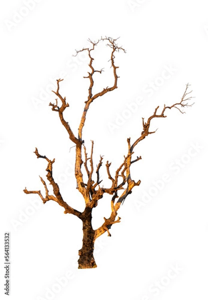 Obraz Single old and dead tree isolated