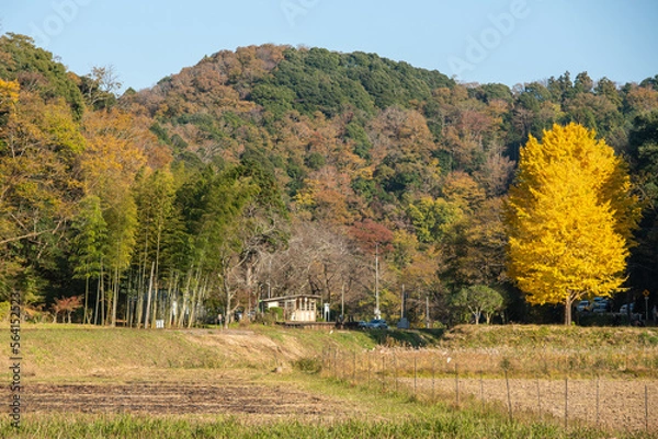 Fototapeta 綺麗に色づいた綺麗ないちょうの木