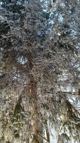 Fototapeta snow covered tree