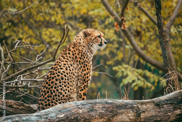 Obraz Sitzender Gepard in Seitenprofil