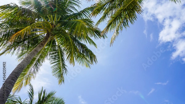 Fototapeta 동남아 휴양지에서 만날 수 있는 야자수가 있는 풍경