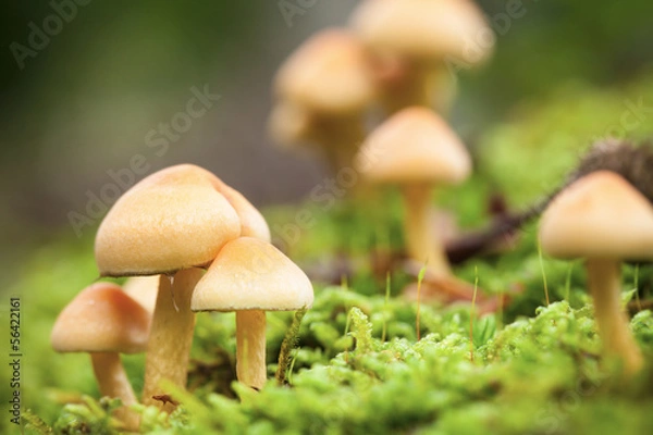 Fototapeta Forest mushrooms
