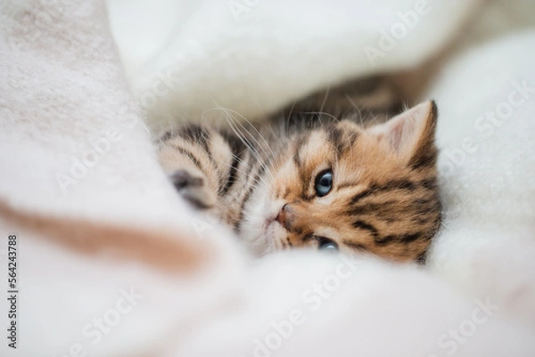 Fototapeta Katze schläft im Körbchen, Wohnungskatze