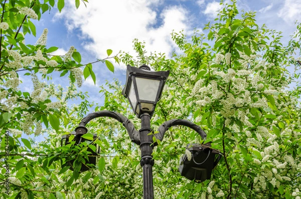 Fototapeta A lamppost among flowering trees in spring.
