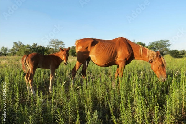 Obraz Caballo pampeano.