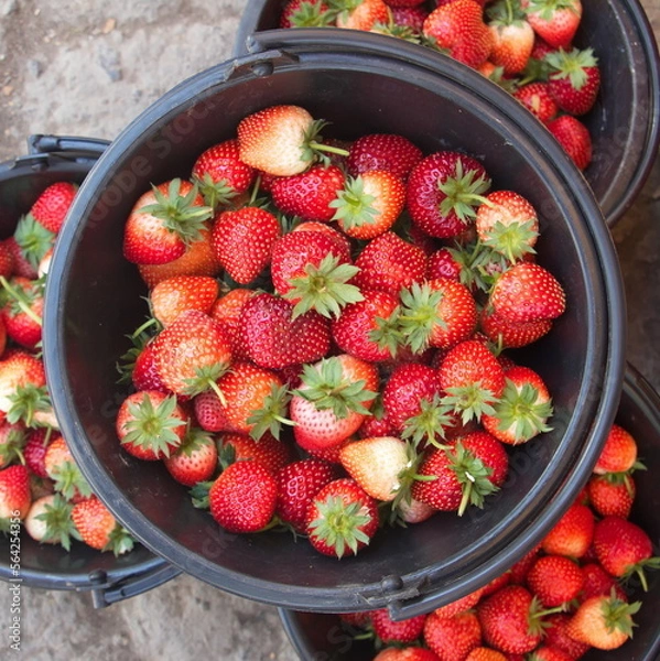Obraz strawberries in black plastic bucket