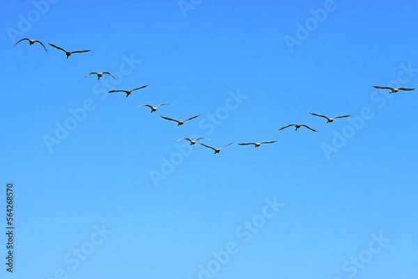 Fototapeta V字で飛んで行く白鳥