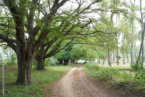 Fototapeta nature tree 