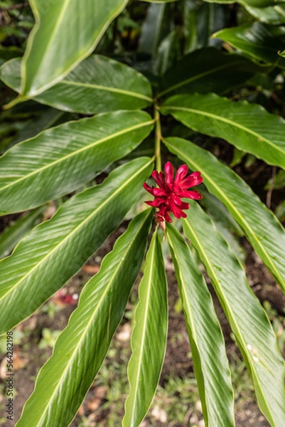 Obraz Flor roja en selva verde