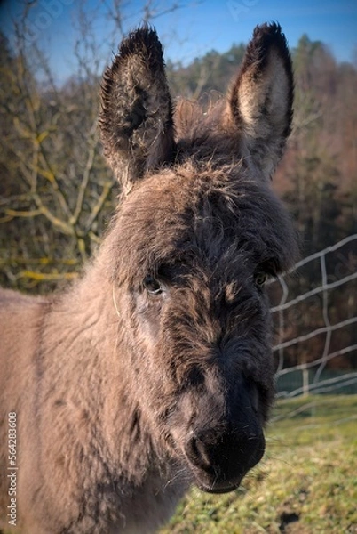 Obraz Close up of a young donkey, foal. A little disheveled and dirty but very cute.