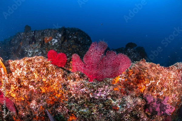 Obraz gorgonias rojas