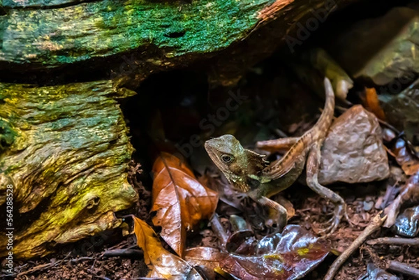 Fototapeta Portrait of Boyd's forest dragon standing motionless on the path in Daintree Rainforest, Tropical North Queensland, Australia