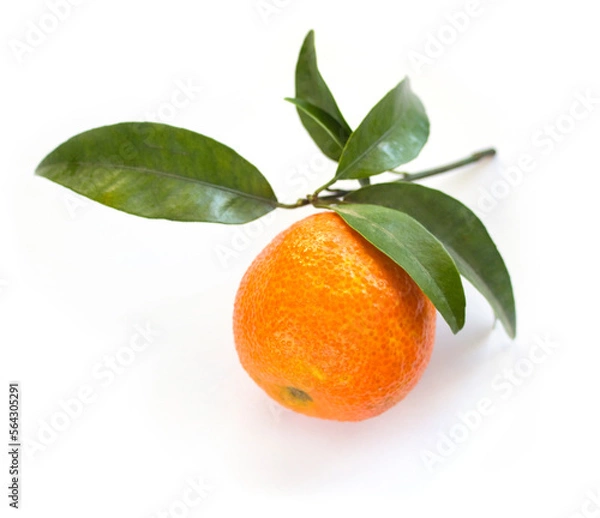 Obraz One Mandarin with leaves isolated on white