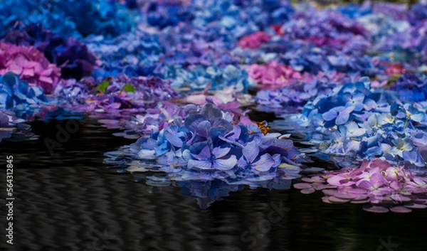 Fototapeta 水に浮かぶ紫陽花