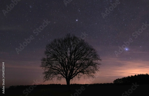 Obraz Einzelner Baum vor dem Sternenhimmel