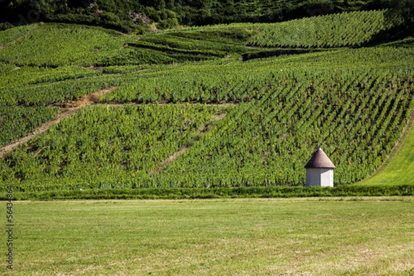 Obraz Vineyard in France