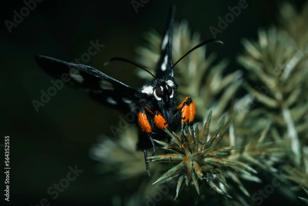 Obraz butterfly on a flower