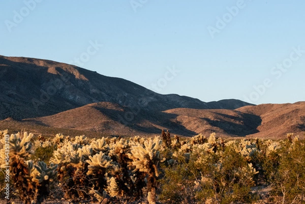 Fototapeta Cholla Cactus Garden Sunrise, Joshua Tree National Park, Joshua Tree, California