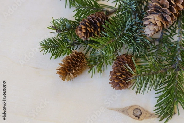 Fototapeta pine cones