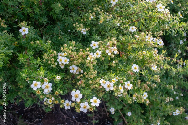 Obraz Shrub Potentilla fruticosa with white blossoms. Dasiphora fruticosa var. veitchii is a flowering plant in the family Rosaceae, native to Sichuan and Yunnan in China.