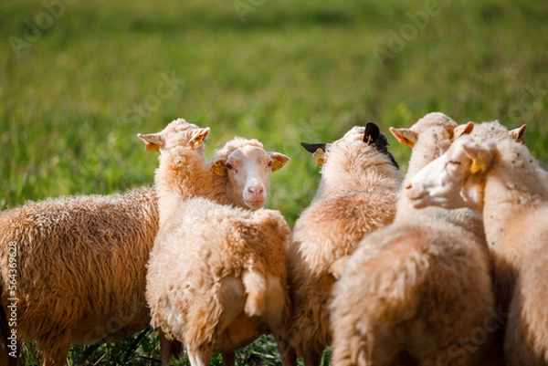 Obraz Group of sheep together in the countryside