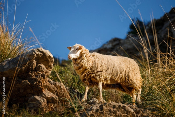 Obraz Sheep in the field. Sheep in the countryside