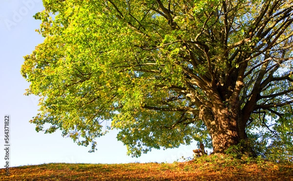 Obraz old green linden tree  photographed from below,