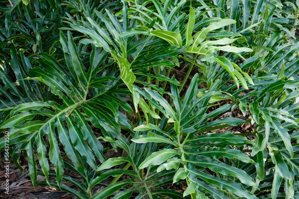 Obraz beach vegetation texture green
